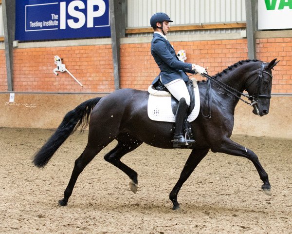 dressage horse Farah Diba (Hanoverian, 2015, from Zack)