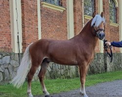 Deckhengst Alpenmagic (Haflinger, 2018, von Amaranth)