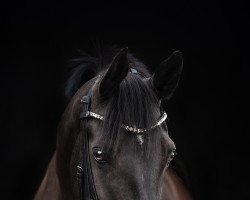 broodmare Shakira L (Westphalian, 2010, from Sarkozy 3)