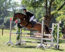 broodmare Sulaatik's Special Made (New Forest Pony, 2015, from Luckington Sportaide)