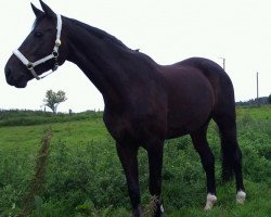 dressage horse Mia (Westphalian, 1995, from Montmartre)