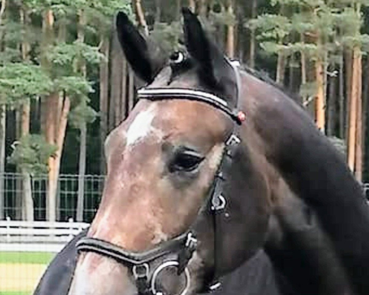 Springpferd Calvani FF (Mecklenburger, 2020, von Chacco-Fly)
