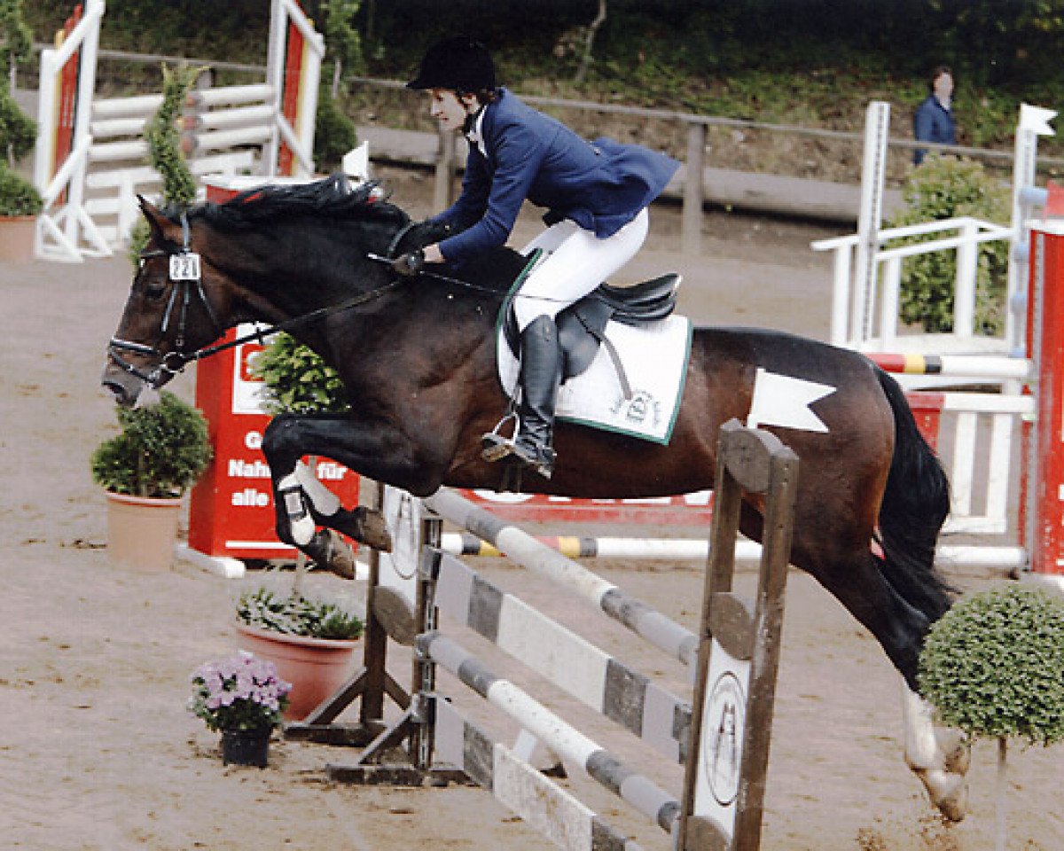 Deckhengst Corde Lamour (Holsteiner, 1987, von Cor de la Bryère)