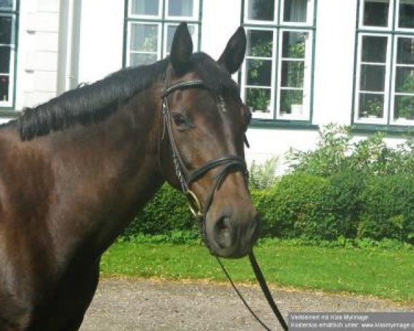 broodmare La-Chantal (Holsteiner, 1996, from Lucky Champ)