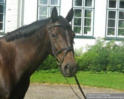 Zuchtstute La-Chantal (Holsteiner, 1996, von Lucky Champ)