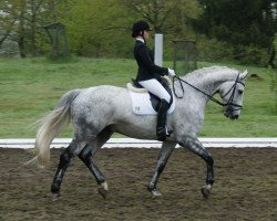 dressage horse Dodge Ram (Hanoverian, 2003, from Depardieu 11)