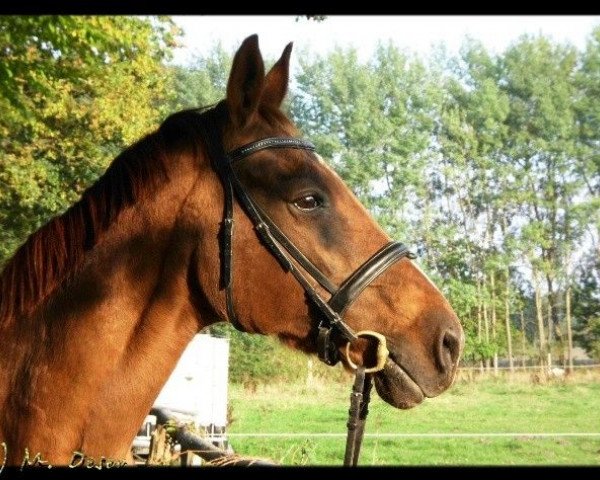 broodmare Peggy (Westphalian, 1986, from Popper)