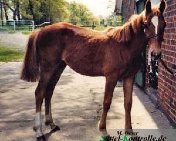 dressage horse Varmint (German Riding Pony, 1997, from Voyage)