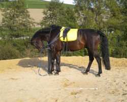 dressage horse Starlife (Oldenburg, 2005, from Stedinger)