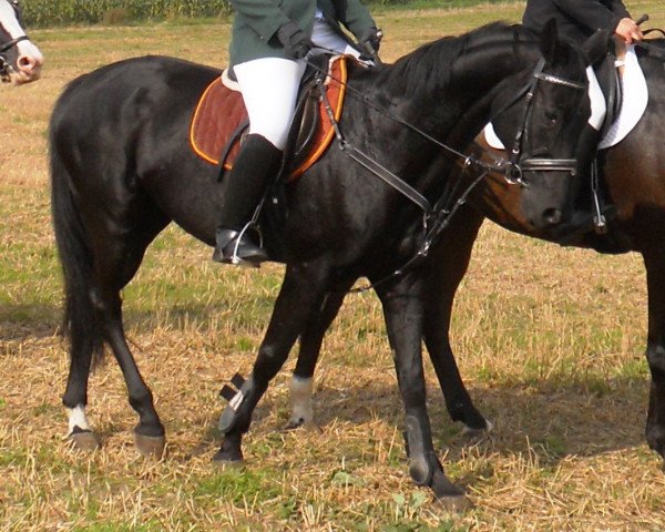 broodmare Whiporie (Oldenburg, 2003, from Heraldik xx)