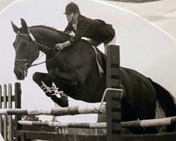 Pferd Grollan (Mecklenburger,  , von Grollus xx)