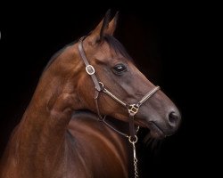 broodmare Fleur 435 (Trakehner, 2012, from Kentucky)