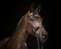 broodmare Ivy (Trakehner, 2015, from Impetus)