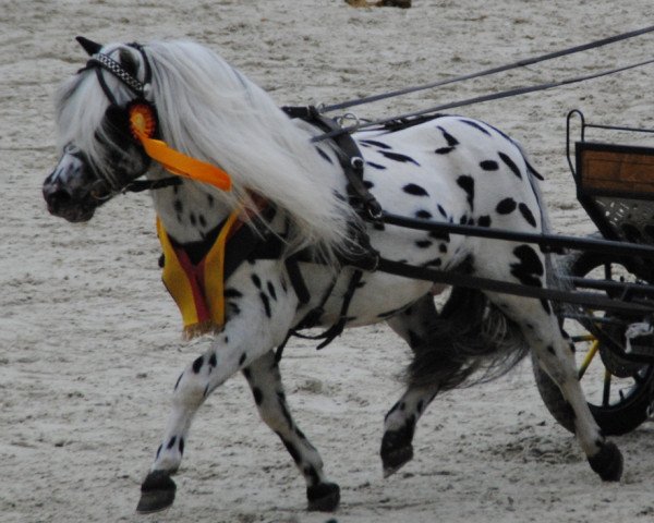 stallion Flamenco (Dt.Part-bred Shetland pony, 2001, from Bayerns Fürst)