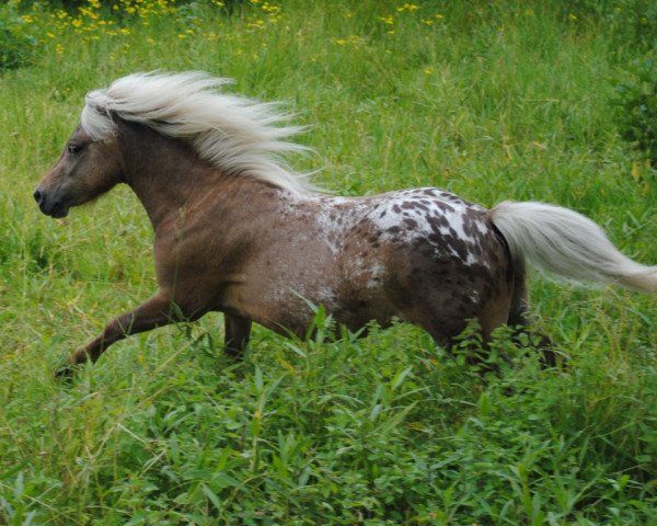 Pferd Button (Deutsches Classic Pony, 2009, von Banis v. Clus)