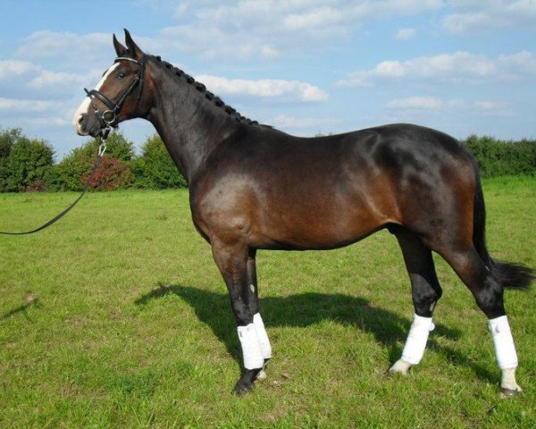 dressage horse Semper Fidelis D (German Warmblood, 2008, from Semper)