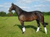 dressage horse Semper Fidelis D (German Warmblood, 2008, from Semper)