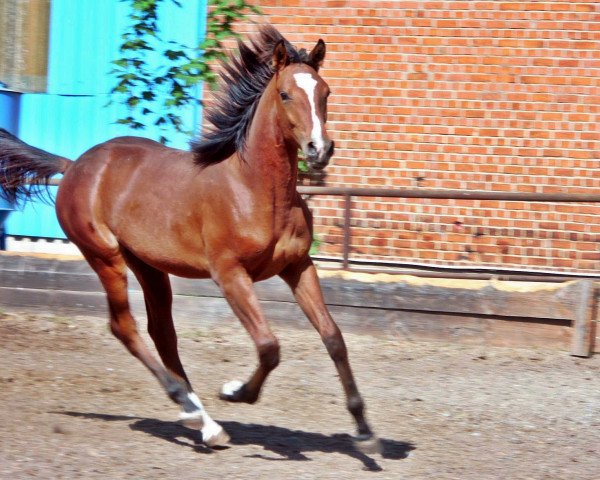 horse El Sandos Fire (Arab half breed / Partbred, 2010, from Gs Halim ox)