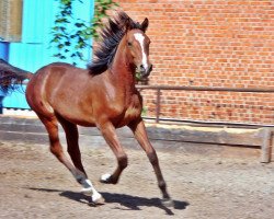 Pferd El Sandos Fire (Arabisches Halbblut / Partbred, 2010, von Gs Halim ox)