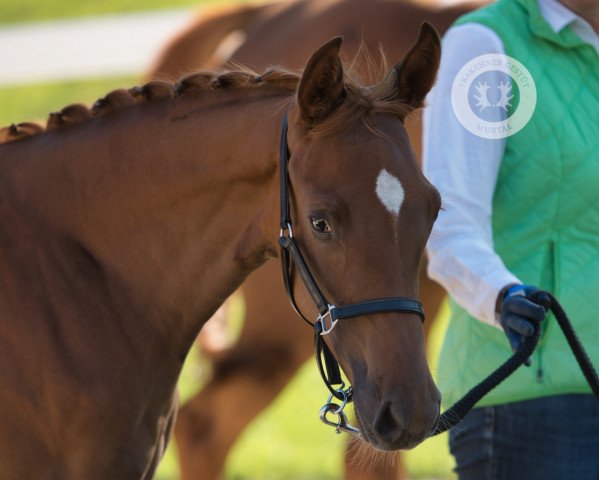 dressage horse Kaja Rouge (Trakehner, 2022, from Le Rouge 7)