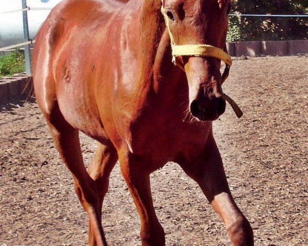 horse Ace El Antaro (Arab half breed / Partbred, 2010, from Gs Halim ox)