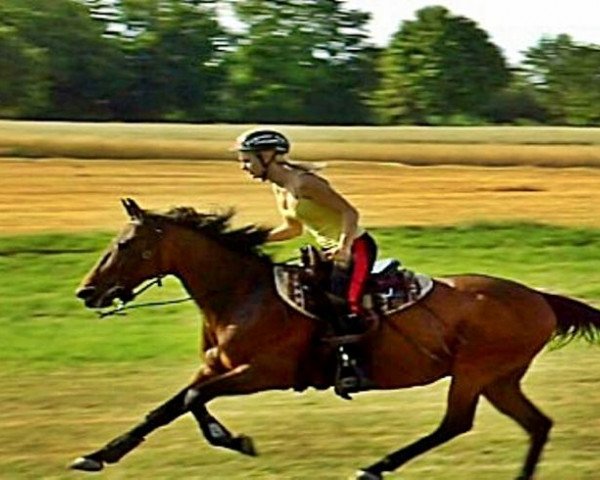 Pferd Olympias Joie (DE) (Deutscher Traber, 2002, von Joie de Vie 7256Y (US))