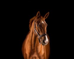 dressage horse Bella 1050 (Westphalian, 2010, from Belissimo NRW)