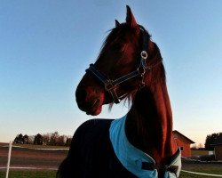 horse Star Challenge (DE) (German trotters, 2002, from Diamond Way (DE))