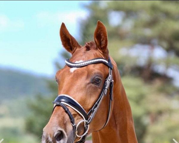 horse Ferdinand WS (Hanoverian, 2016, from Florencio I)