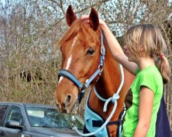 horse Kabyle Le Prince (FR) (French Trotter,  , from Siamois de Ryd (FR))