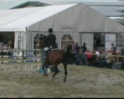jumper Vhamanta 2 (KWPN (Royal Dutch Sporthorse), 2002)