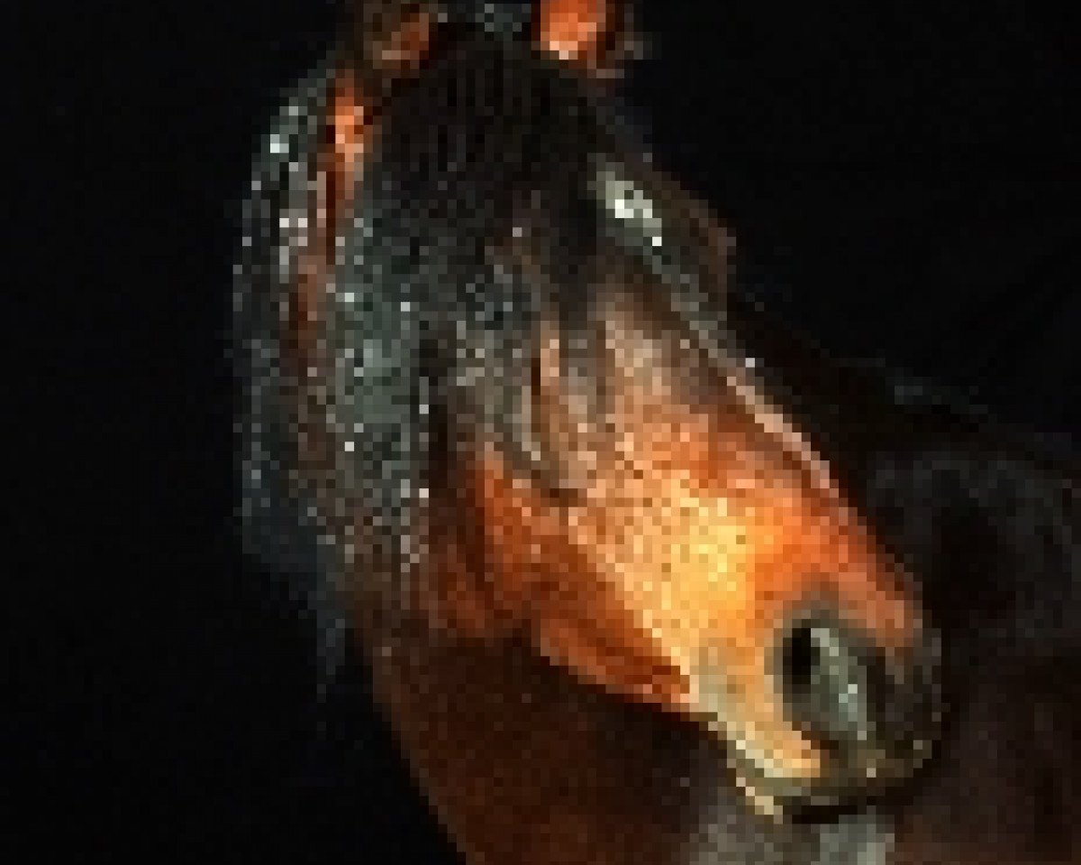 stallion Asir Ibn el Asaran ox (Arabian purebred, 1993, from El-Asaran ox)