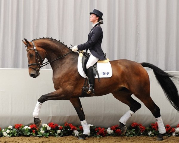 dressage horse Fernando 634 (Westphalian, 2005, from Fürst Piccolo)