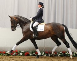 dressage horse Samira Luna (Rhinelander, 2006, from Sir Donnerhall I)