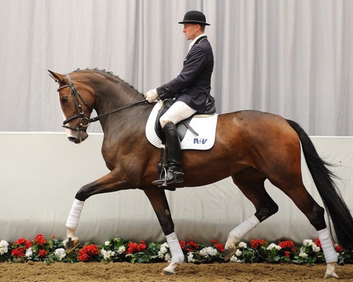 broodmare Fallada (Westphalian, 2008, from Fürst Piccolo)