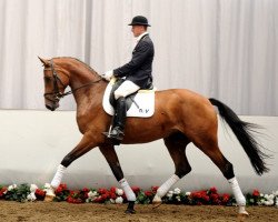 dressage horse Lucia (Westphalian, 2008, from Lugato)