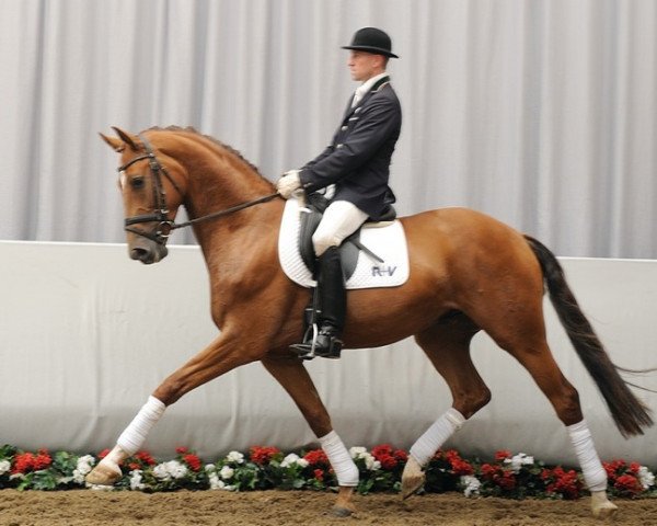 dressage horse Ein und Alles (Westphalian, 2008, from Ehrenstolz)
