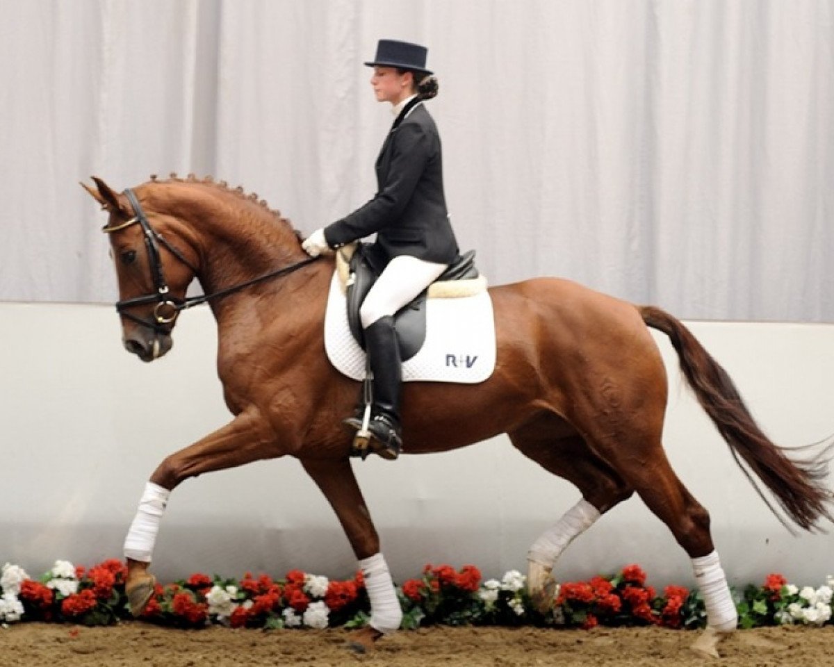 broodmare Wanda (Westphalian, 2006, from Weltmeyer)