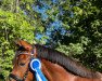 dressage horse Destination Boy KT (German Riding Pony, 2019, from Dallmayr K)