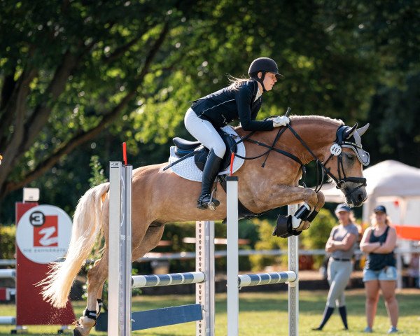 Springpferd Namao 3 (Haflinger, 2015, von Narkas)