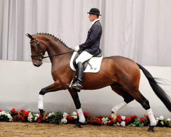 dressage horse Spirit 276 (Westphalian, 2008, from Spielberg)