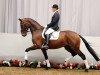 dressage horse Spirit 276 (Westphalian, 2008, from Spielberg)