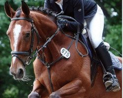 jumper Fabienne 446 (Hanoverian, 2004, from For Keeps)