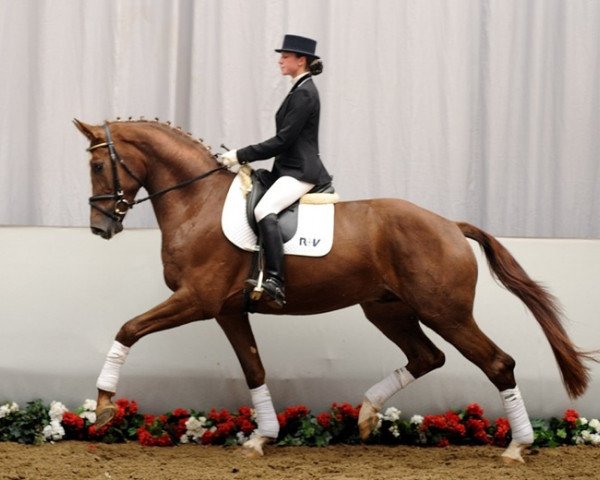 dressage horse Ron Cavalli (Westphalian, 2008, from Riccio)