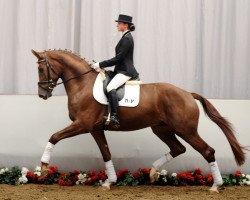 dressage horse Ron Cavalli (Westphalian, 2008, from Riccio)