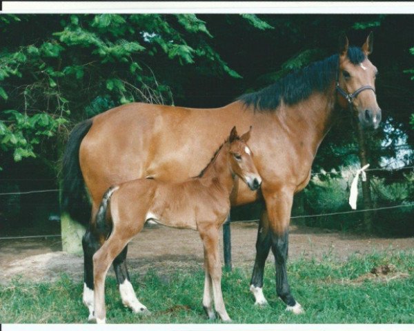 broodmare Maja Z (Zangersheide riding horse, 1999, from Monaco)