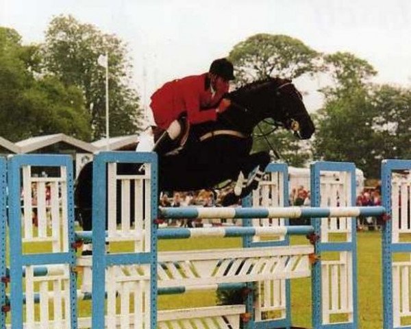 Deckhengst Dutch Falco (KWPN (Niederländisches Warmblut), 1987, von Animo)