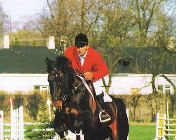 stallion Fanimo (KWPN (Royal Dutch Sporthorse), 1987, from Animo)