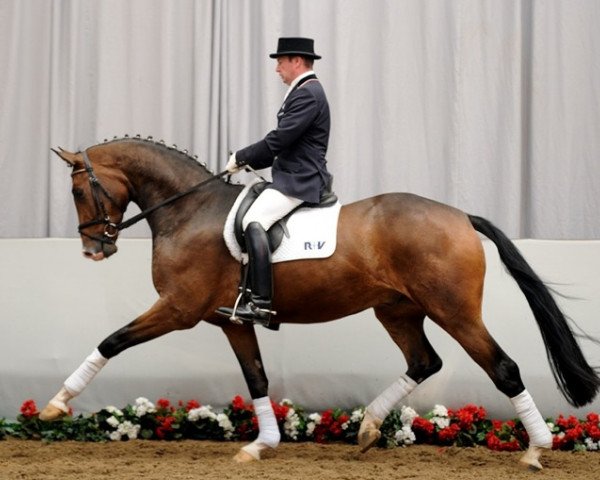 Pferd Dark Pleasure (Westfale, 2007, von Dark Fire)