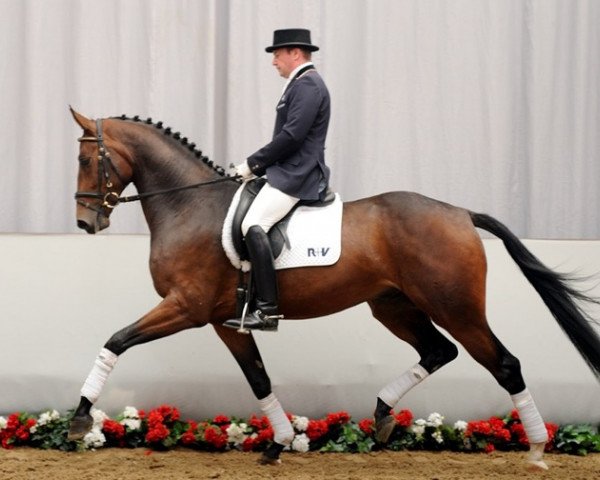 dressage horse Status Man (Rhinelander, 2008, from Status Quo)